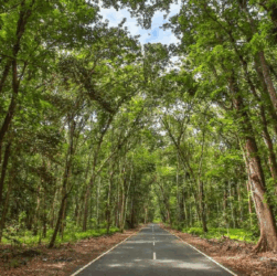 Hutan Alas Purwo