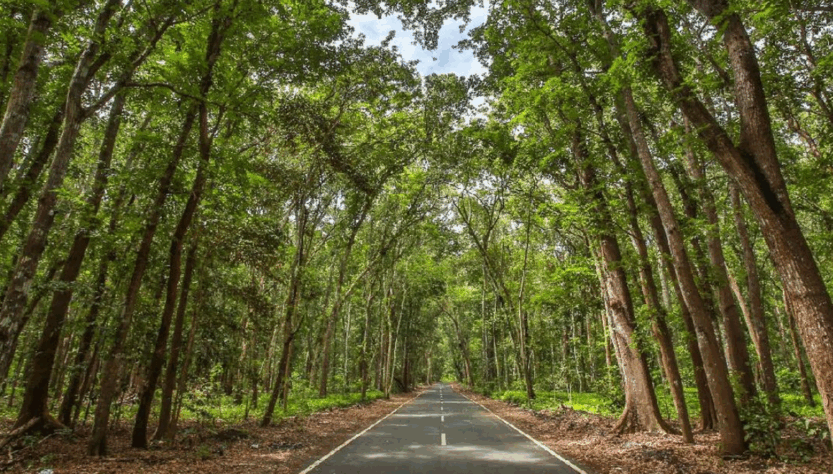 Hutan Alas Purwo