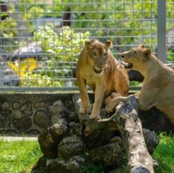 Medan Zoo