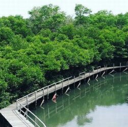 Taman Hutan Mangrove