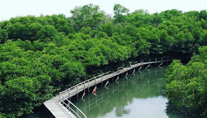 Taman Hutan Mangrove