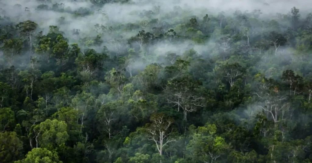 Hutan: Menyelami Kehijauan dan Keanekaragaman