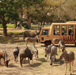 Bali Safari