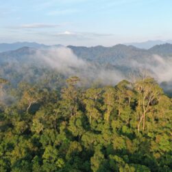 Hutan Lindung Wehea