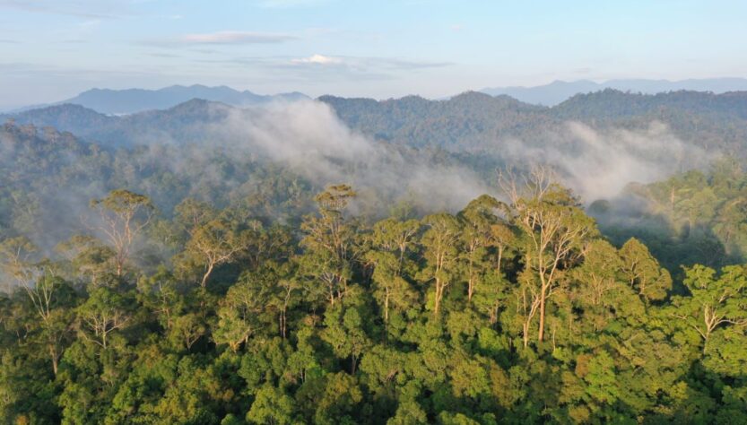 Hutan Lindung Wehea