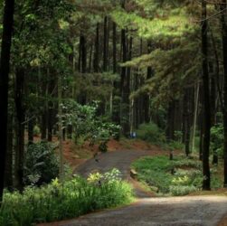 Hutan Pinus Gunung Pancar