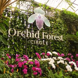 Orchid Forest Cikole