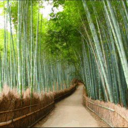 Bamboo Forest Kyoto