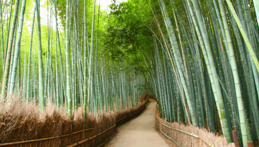 Bamboo Forest Kyoto
