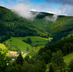 Black Forest Jerman