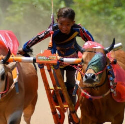 Festival Karapan Sapi
