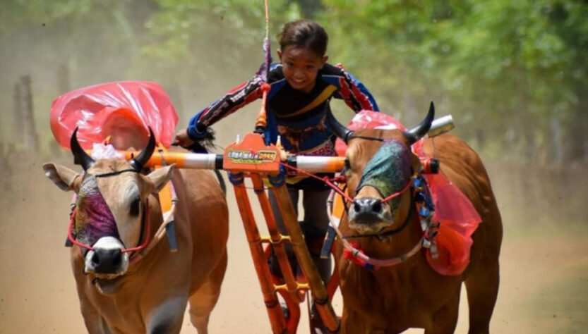 Festival Karapan Sapi