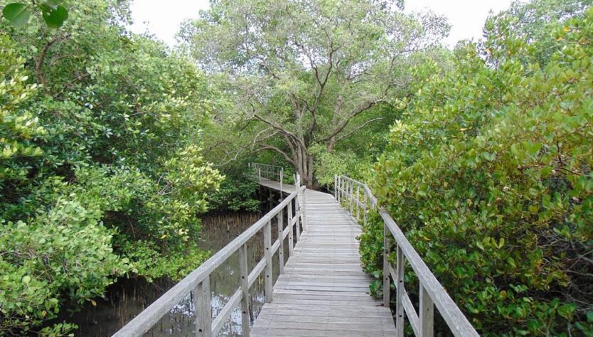 Hutan Bakau