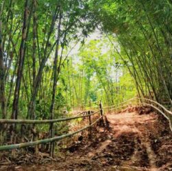 Hutan Bambu Bandung