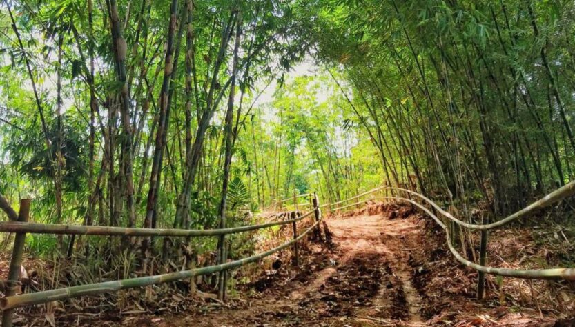 Hutan Bambu Bandung