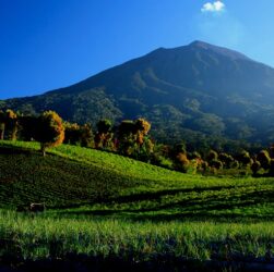 Hutan Kerinci Seblat