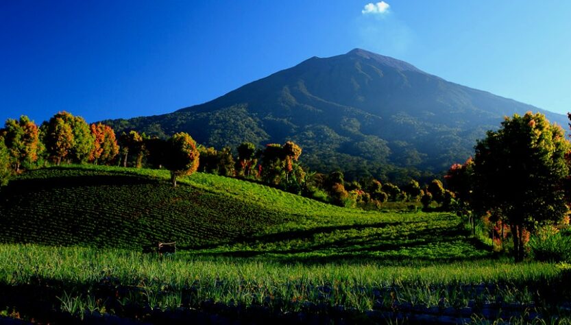 Hutan Kerinci Seblat