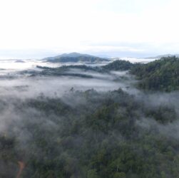 Hutan Lindung Wehea