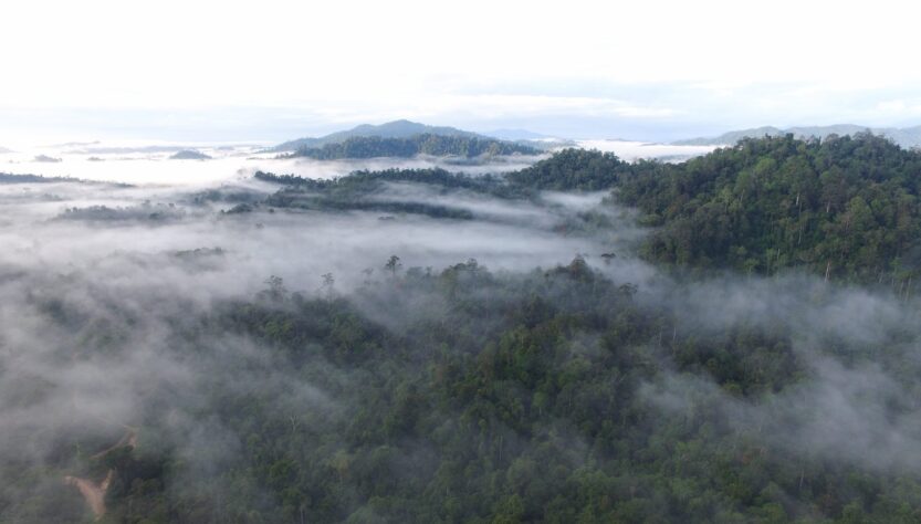 Hutan Lindung Wehea