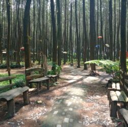 Hutan Pinus Semeru