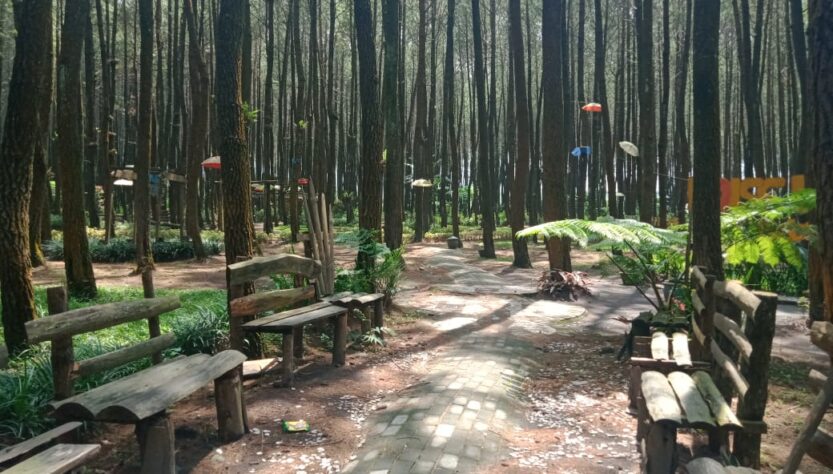 Hutan Pinus Semeru