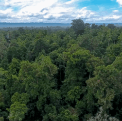Hutan Tropis Papua