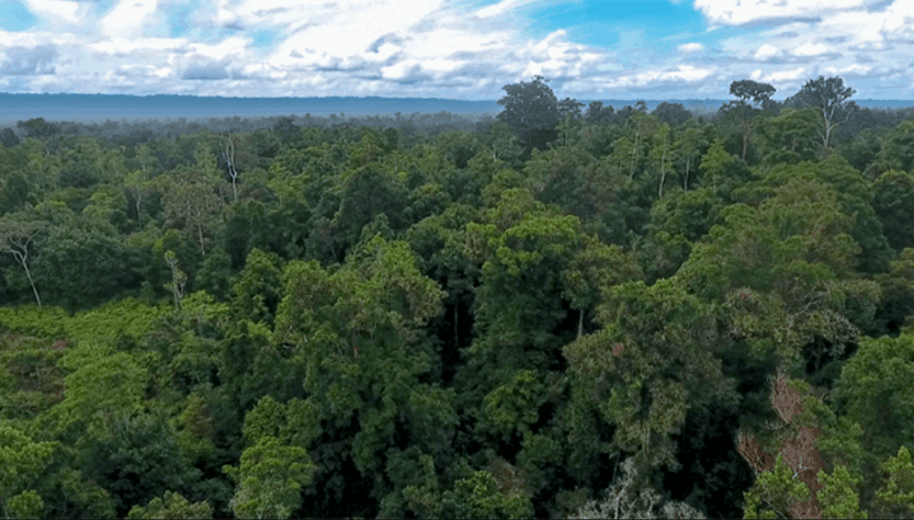 Hutan Tropis Papua