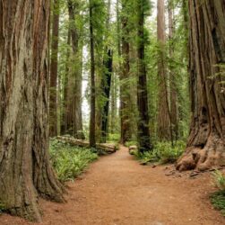 Redwood National Park