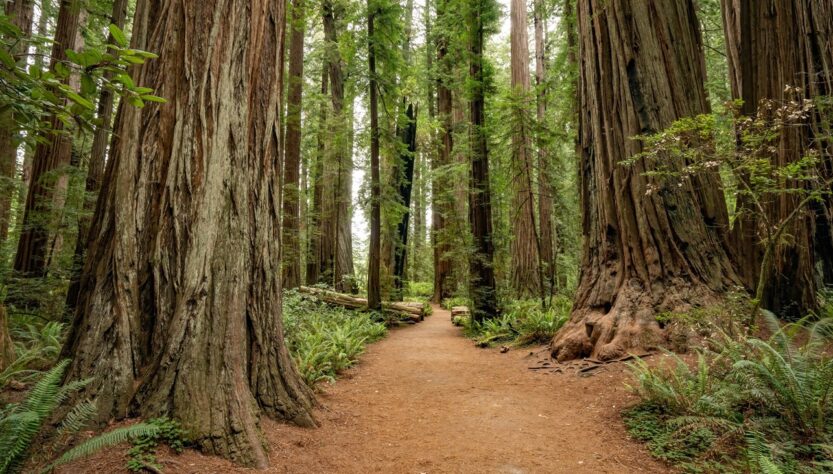 Redwood National Park