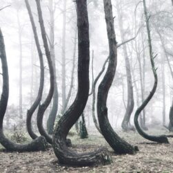 Crooked Forest