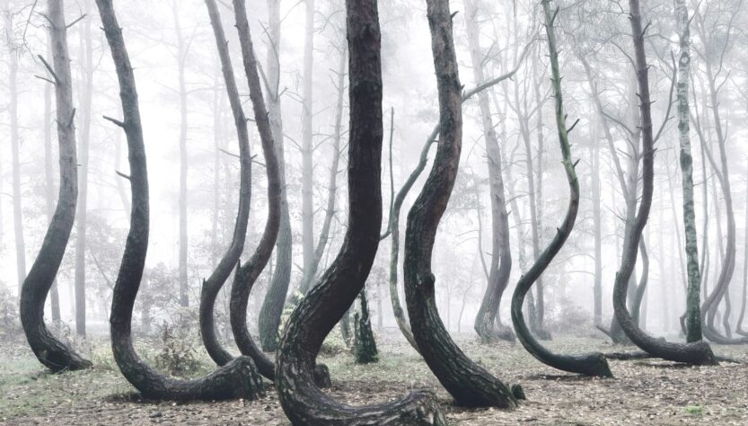 Crooked Forest