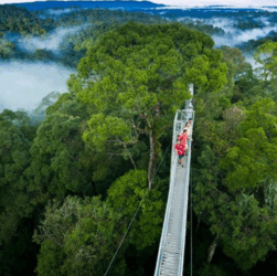 Monteverde Cloud Forest